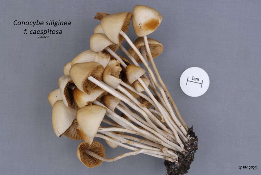 Conocybe siliginea