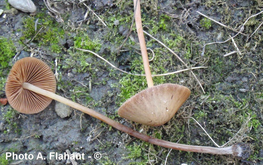 Conocybe subovalis