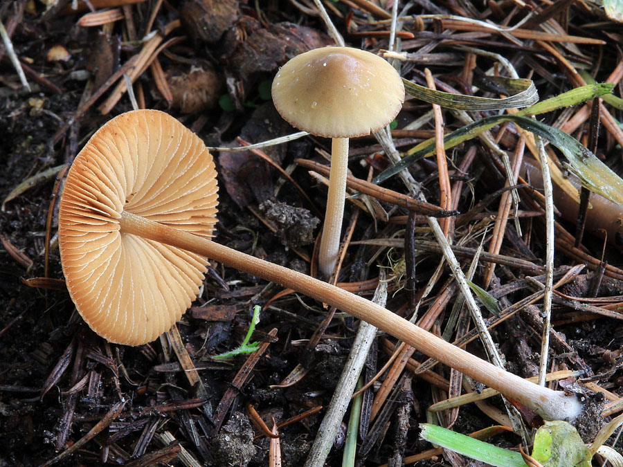 Conocybe subovalis