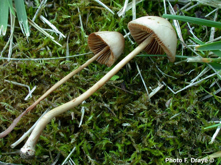 Conocybe subovalis