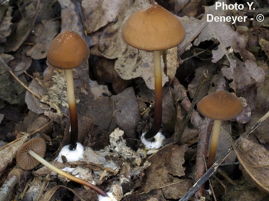 Conocybe tenera (Conocybe pulchella)