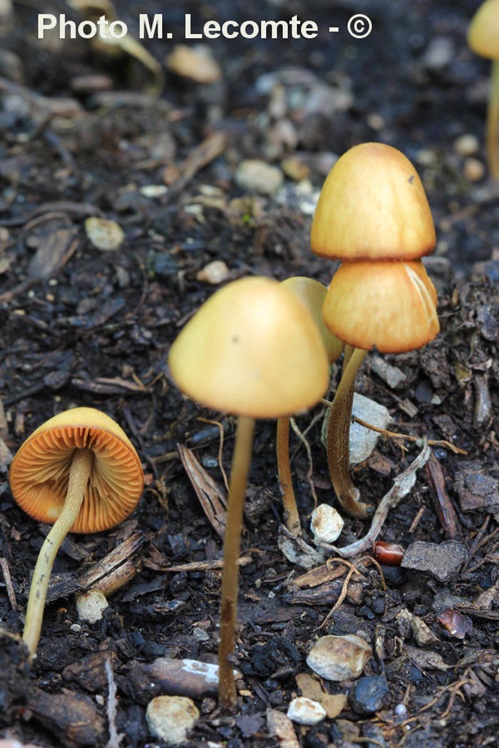 Conocybe tenera (Conocybe pulchella)