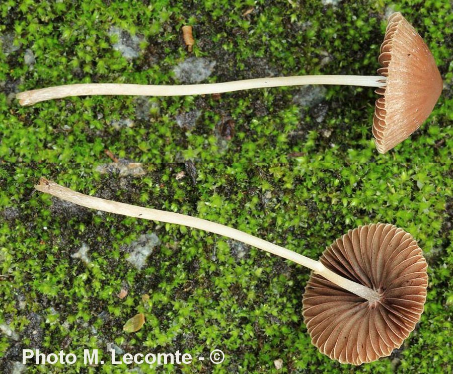 Conocybe tenera (Conocybe pulchella)