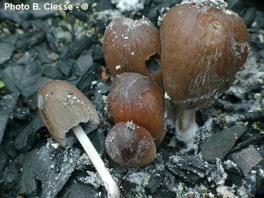 Coprinellus angulatus