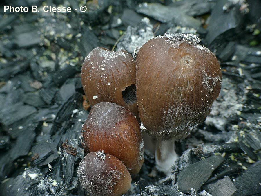 Coprinellus angulatus