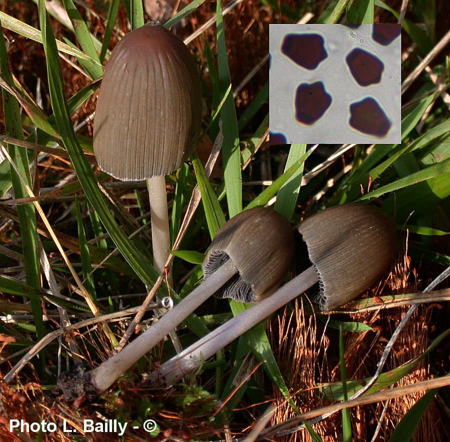 Coprinellus angulatus