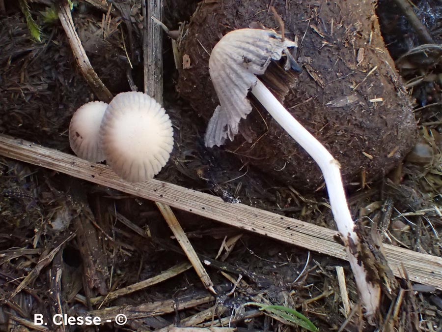 Coprinellus bisporus