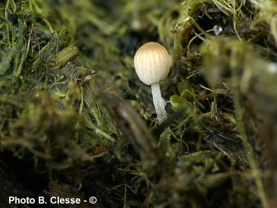 Coprinellus brevisetulosus