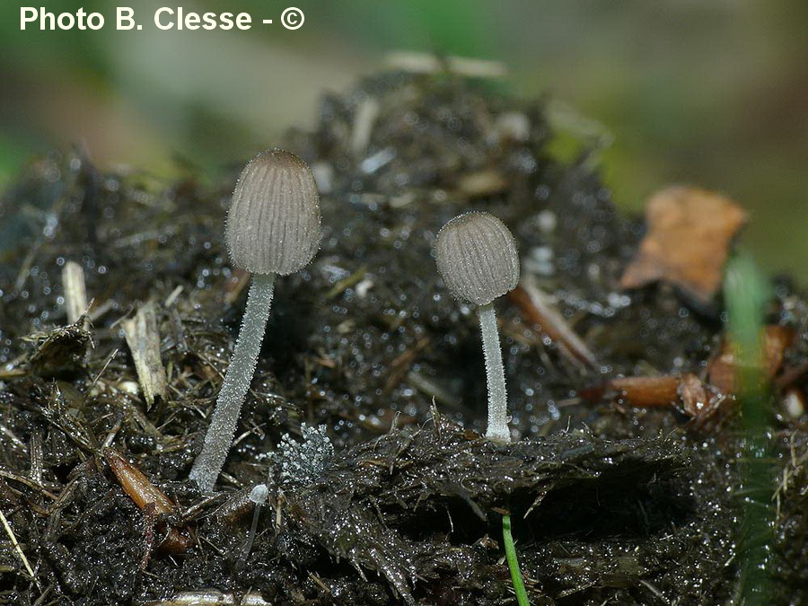 Coprinellus ephemerus