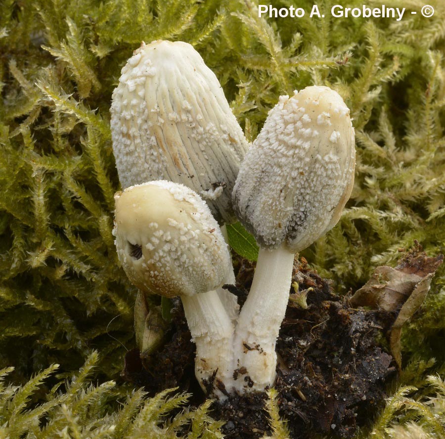 Coprinus flocculosus (Coprinellus flocculosus)