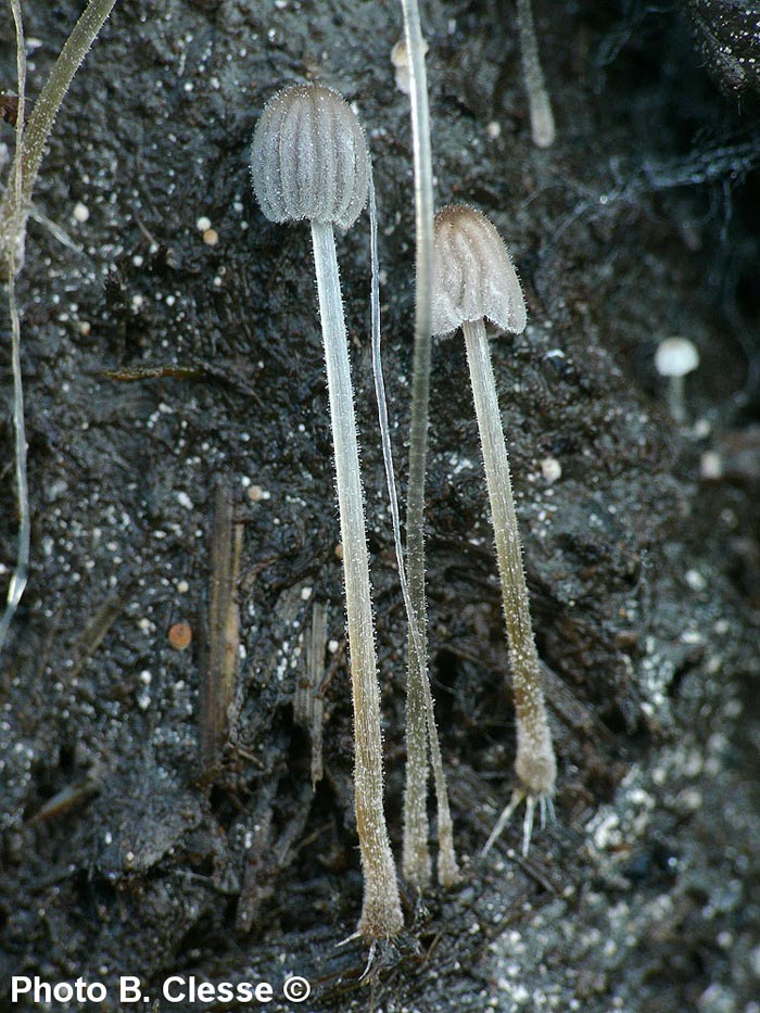 Coprinellus heterosetulosus