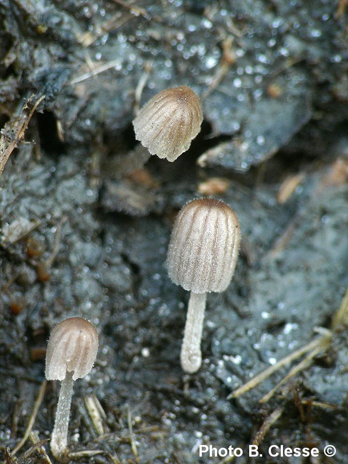 Coprinellus heterosetulosus