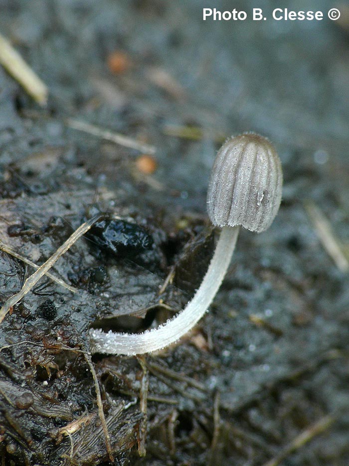 Coprinellus heterosetulosus