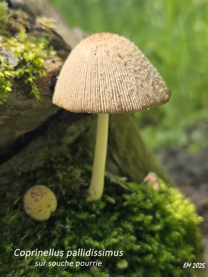 Coprinellus pallidisimus