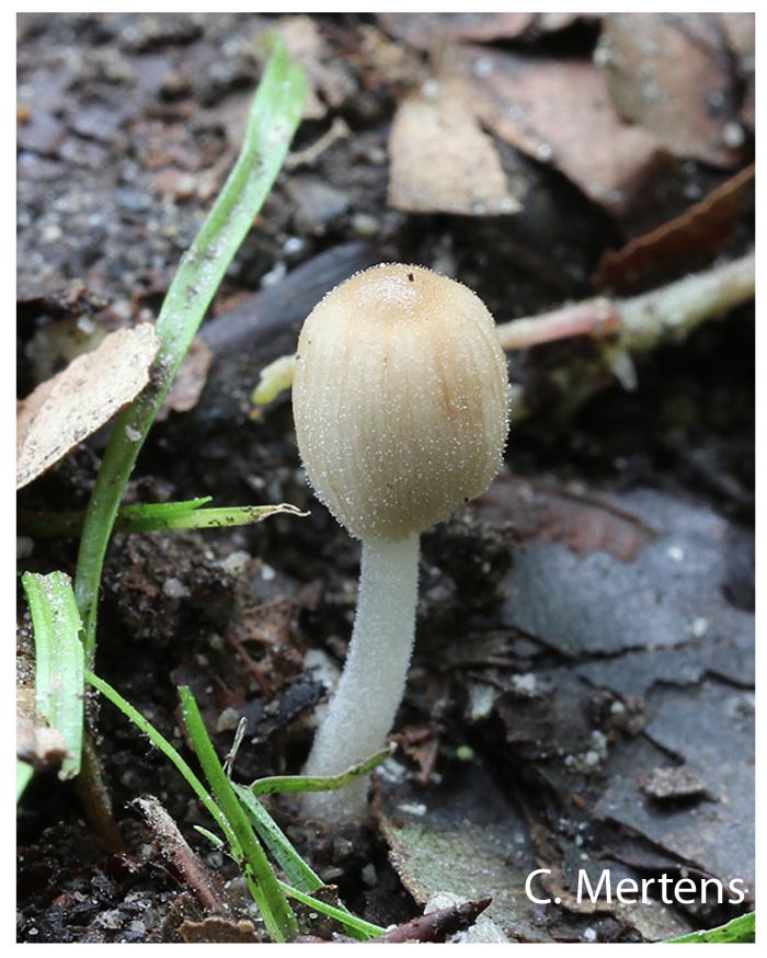 Coprinellus plagioporus