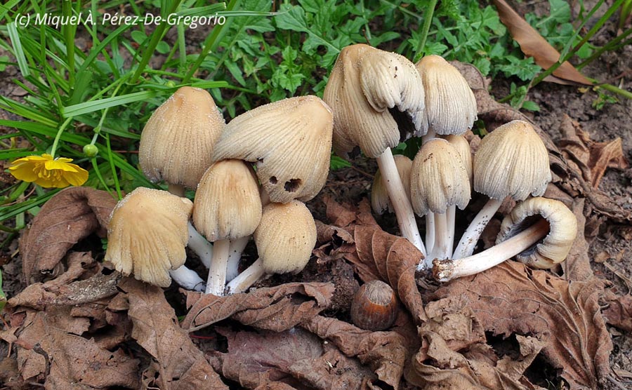 Coprinellus saccharinus