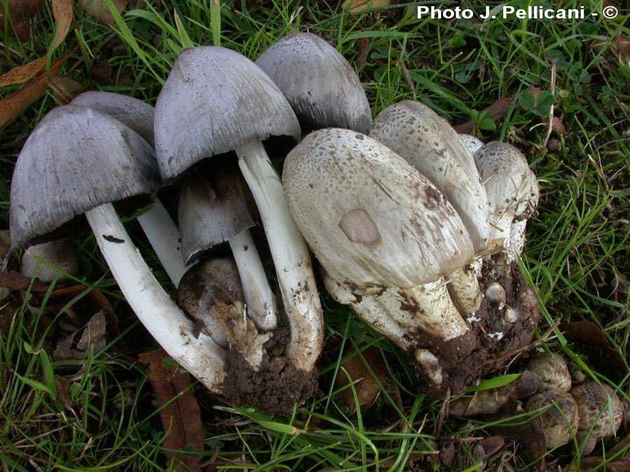 Coprinopsis romagnesiana