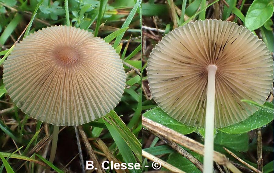 Parasola auricoma (Coprinus auricomus)