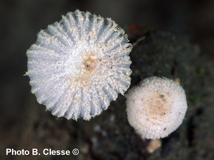 Coprinopsis bellula