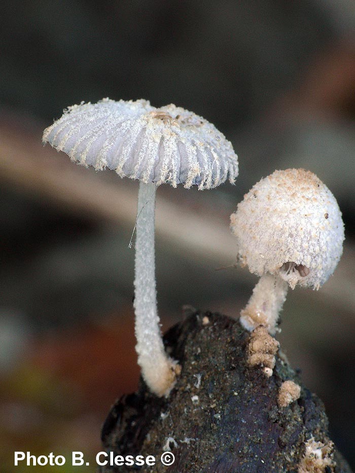 Coprinopsis bellula