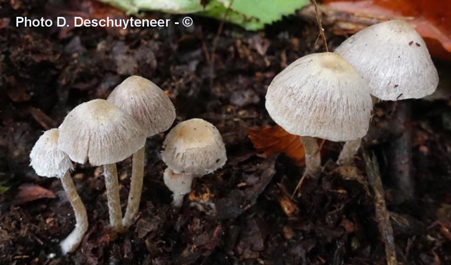 Coprinopsis canoceps