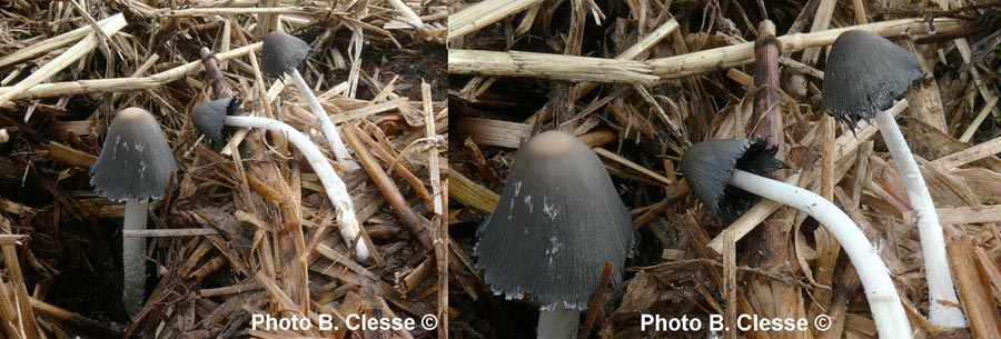 Coprinopsis cinerea