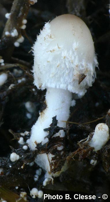 Coprinopsis cinerea