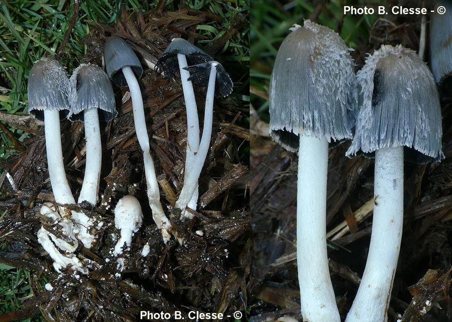 Coprinopsis cinerea