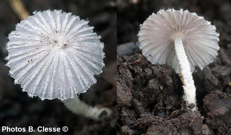 Coprinopsis cortinata