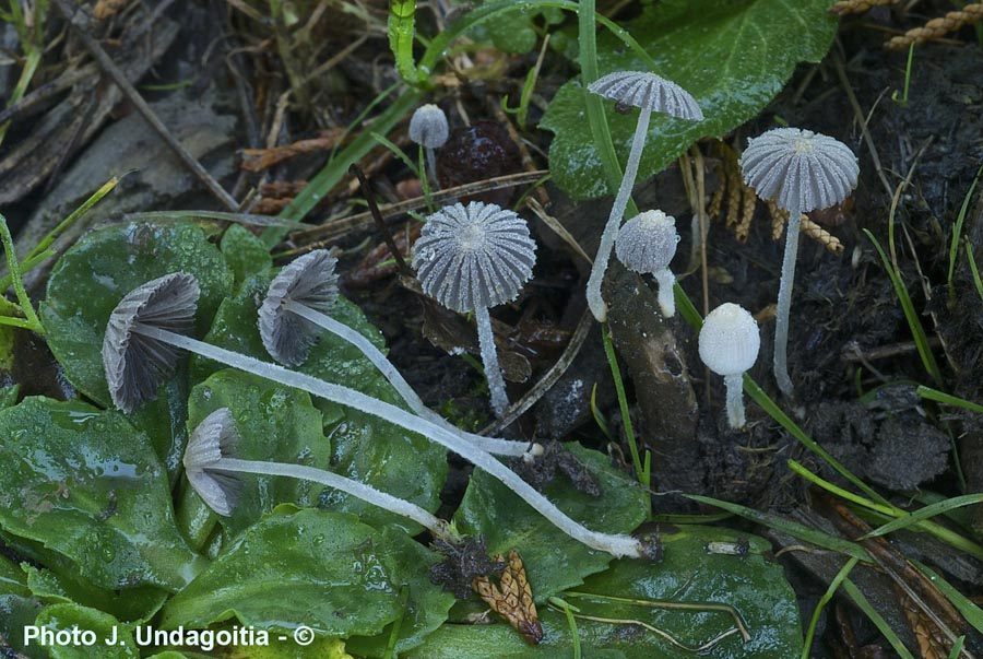 Coprinopsis cortinata