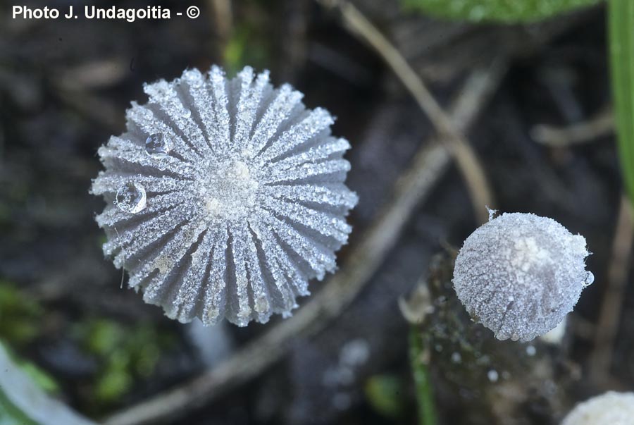 Coprinopsis cortinata