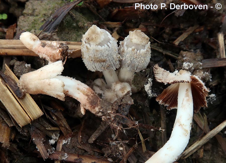 Coprinopsis cothurnata