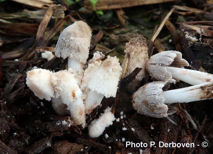 Coprinopsis cothurnata