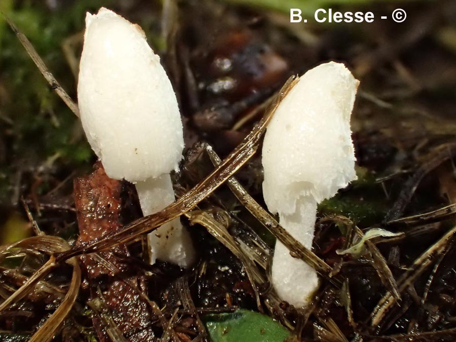 Coprinopsis friesii