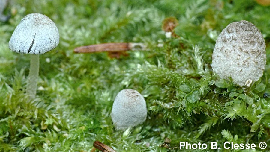 Coprinopsis laanii 