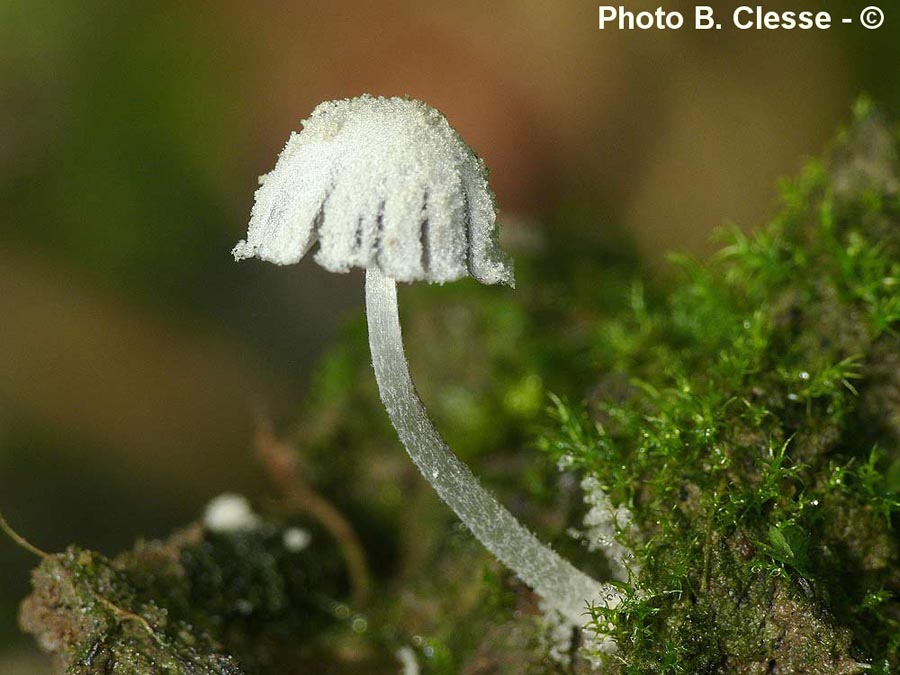 Coprinopsis laanii