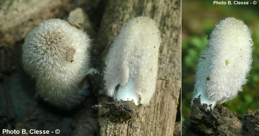 Coprinopsis lagopus var. lagopus (Coprinopsis lagopus)