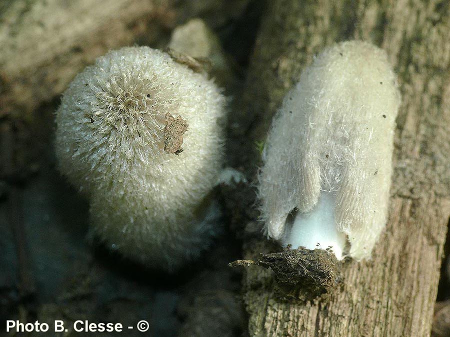 Coprinopsis lagopus var. lagopus (Coprinopsis lagopus)