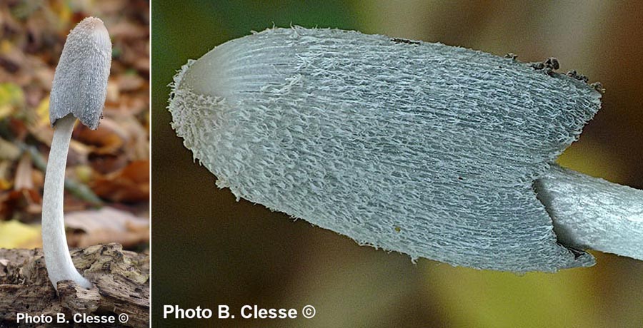 Coprinopsis lagopus