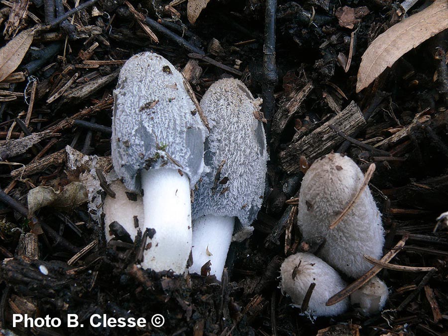 Coprinopsis lagopus