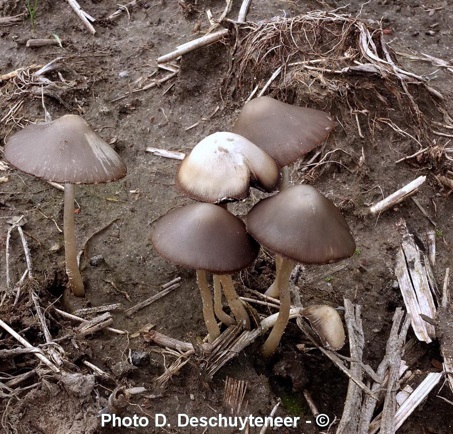 Psathyrella marcescibilis (Coprinopsis marcescibilis)