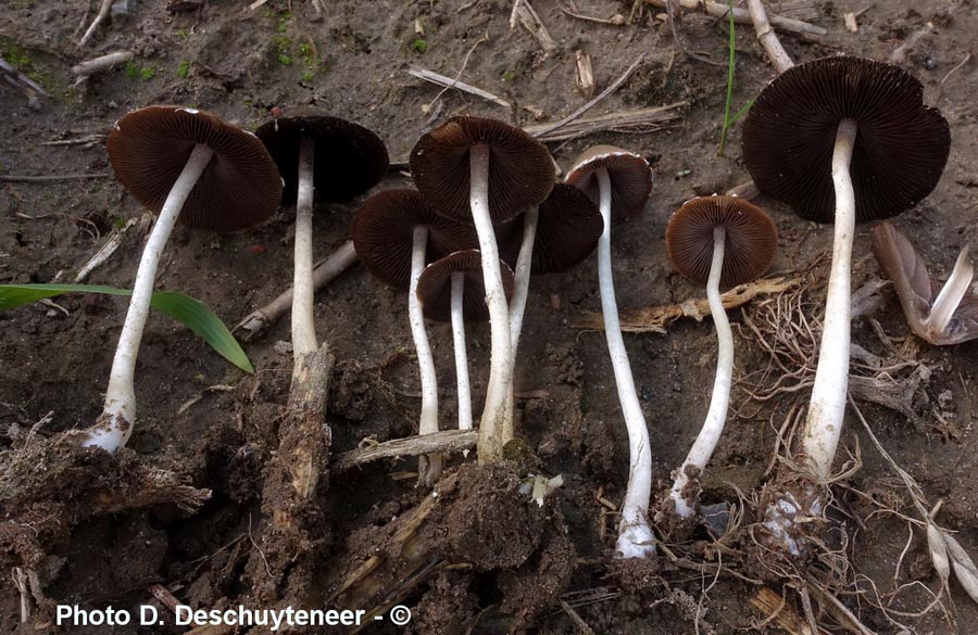 Psathyrella marcescibilis (Coprinopsis marcescibilis)