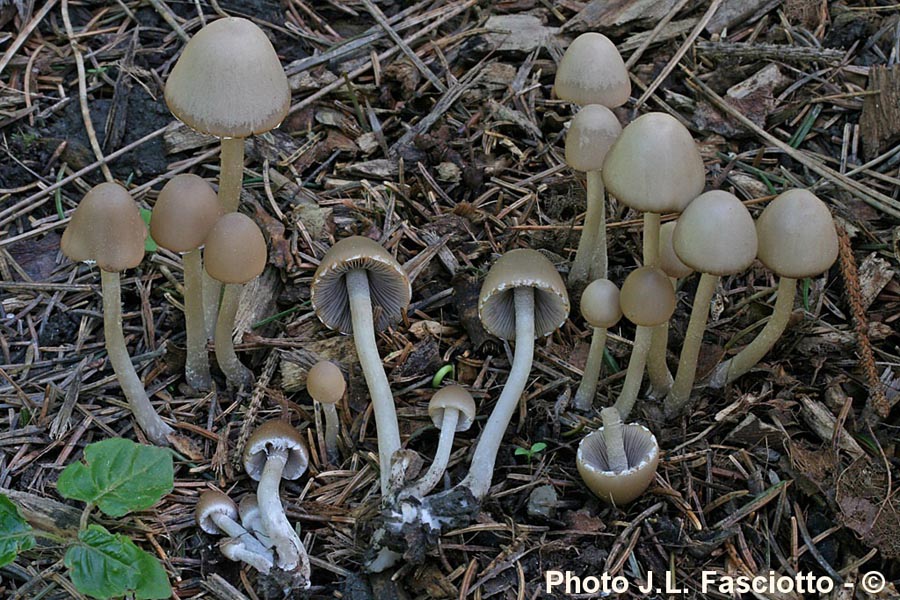 Psathyrella marcescibilis (Coprinopsis marcescibilis)