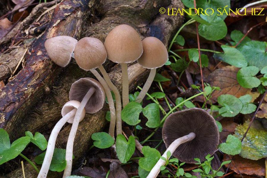 Psathyrella marcescibilis (Coprinopsis marcescibilis)