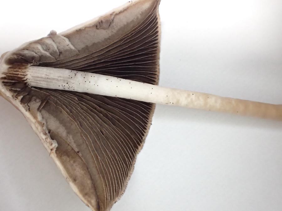 Psathyrella marcescibilis (Coprinopsis marcescibilis)