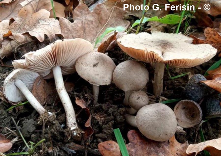 Coprinopsis melanthina