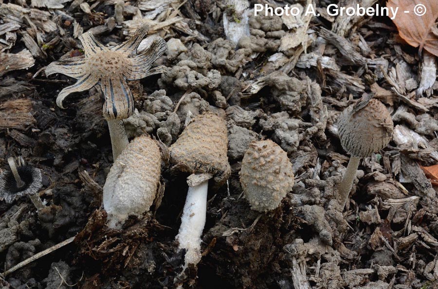 Coprinopsis narcotica