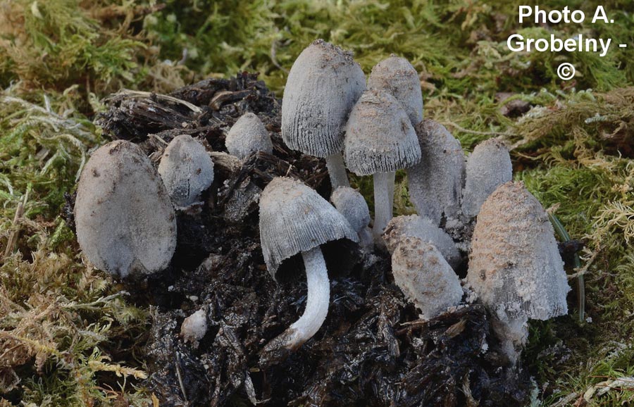 Coprinopsis narcotica