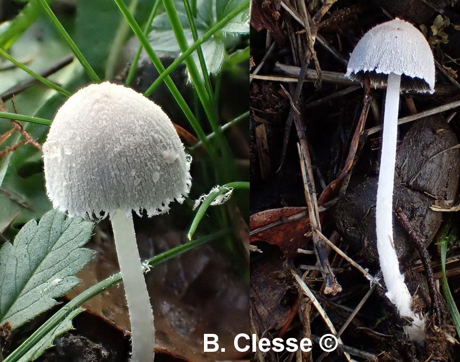 Coprinopsis nivea