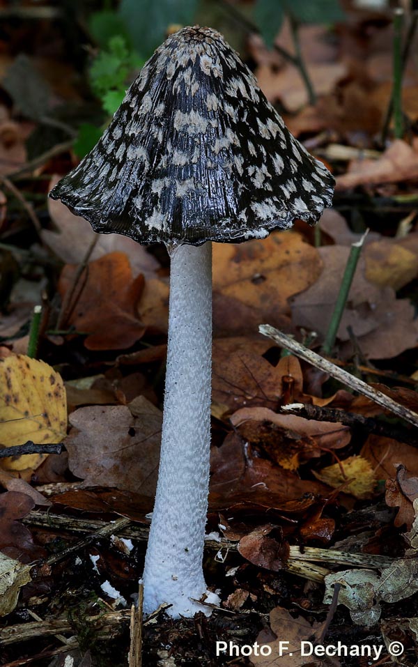 Coprinopsis picacea